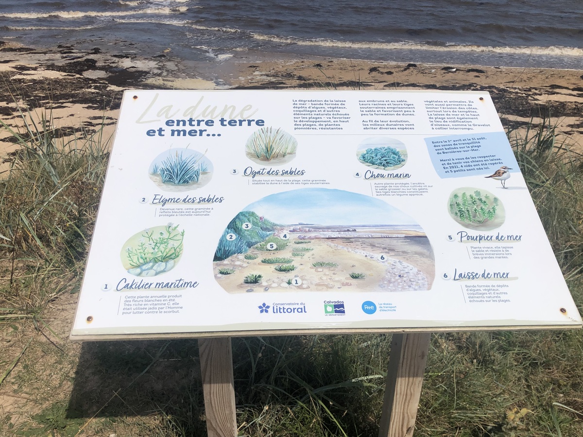Mathilde Lelandaismarais-du-platon-bernieres-sur-mer-credit-mathilde-lelandais (4)