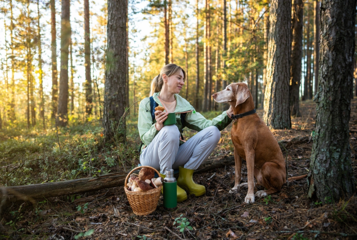 Marche aux champignon avec son chien