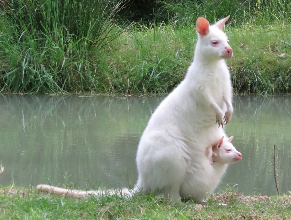 Moulin de PoyallerMoulin de Poyaller - Wallabies_7