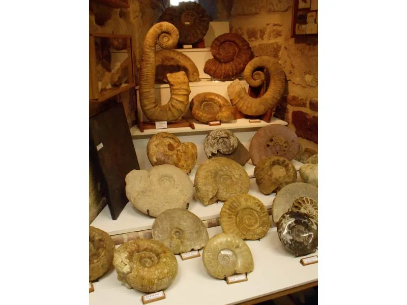 musée des minéraux et des fossiles à Gacé