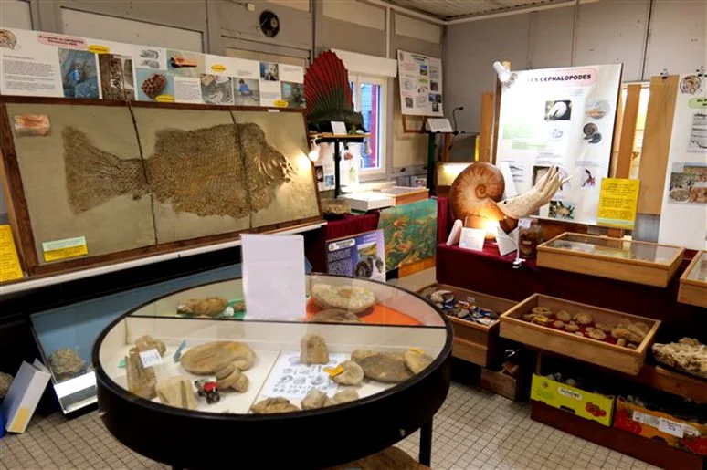Musée géologie Normandie