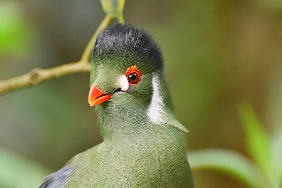Naturospace Oiseau exotique
