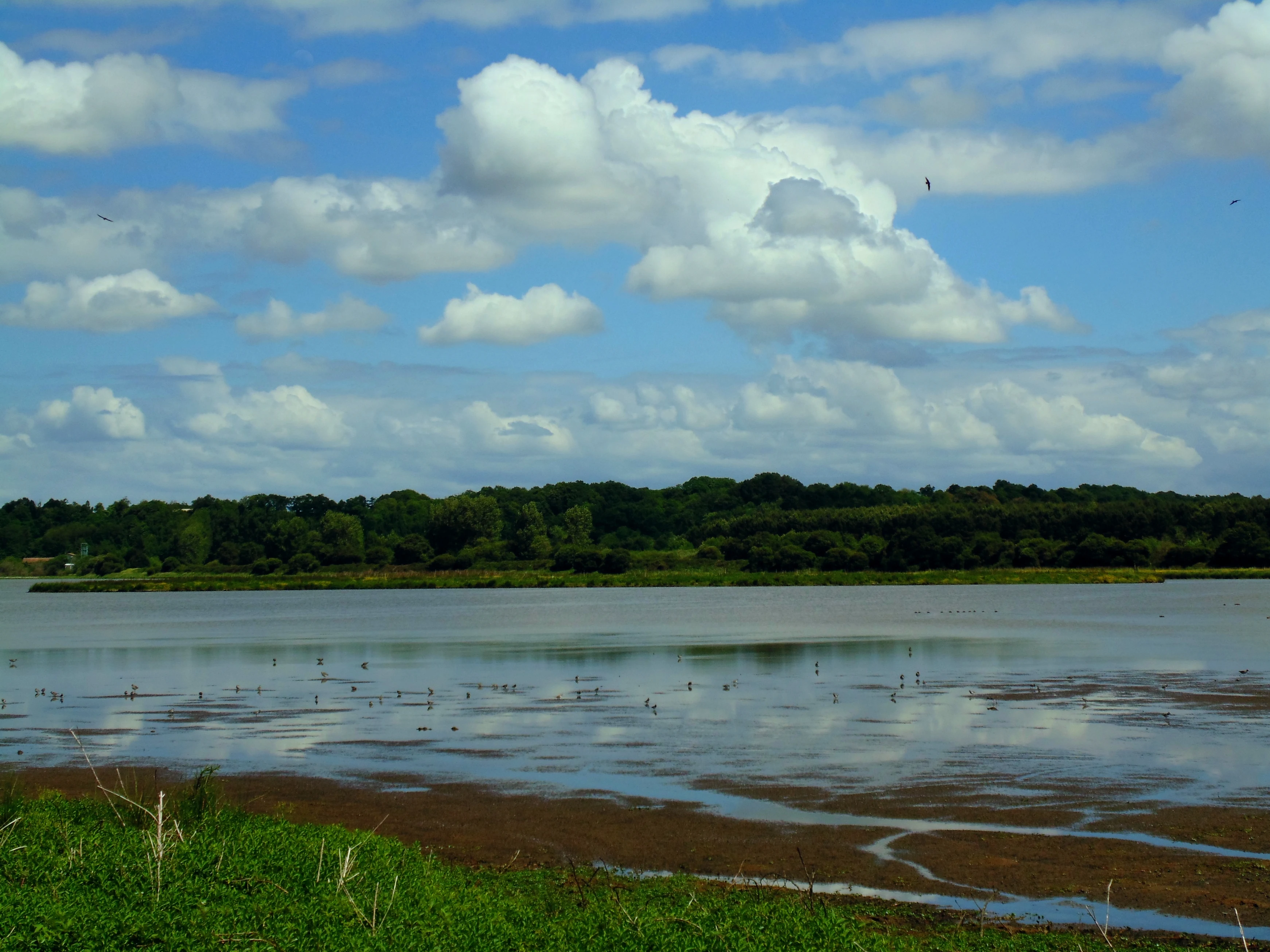 Oiseaux sur le marais d'Orx. Mai 2015.JPG