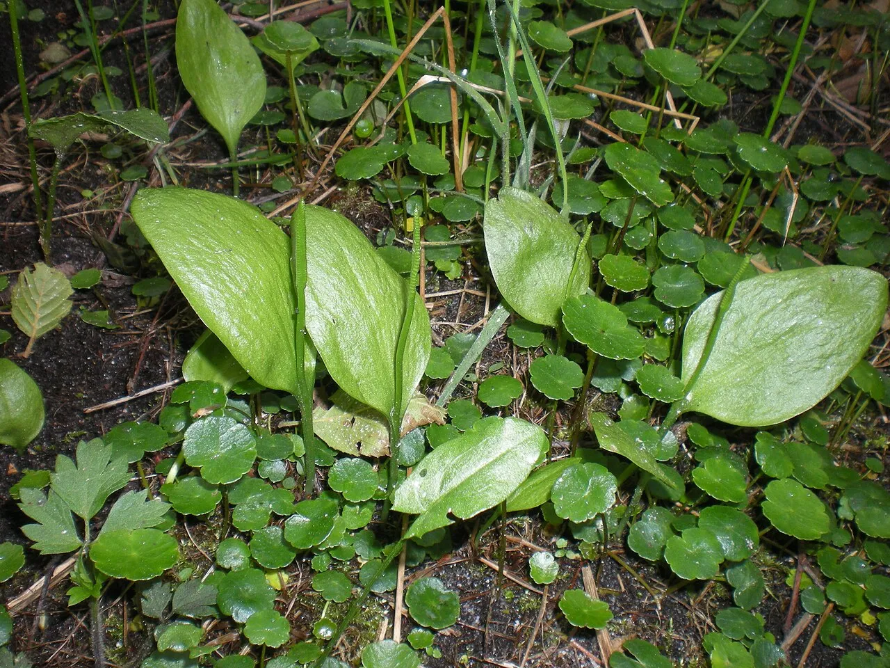 Ophioglosse langue de serpent - Beauguillot