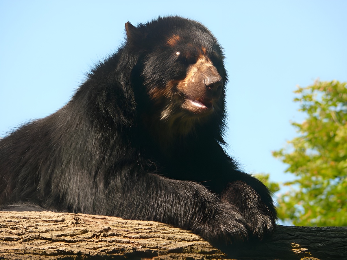 Calvados TourismeOurs au zoo de Cerza