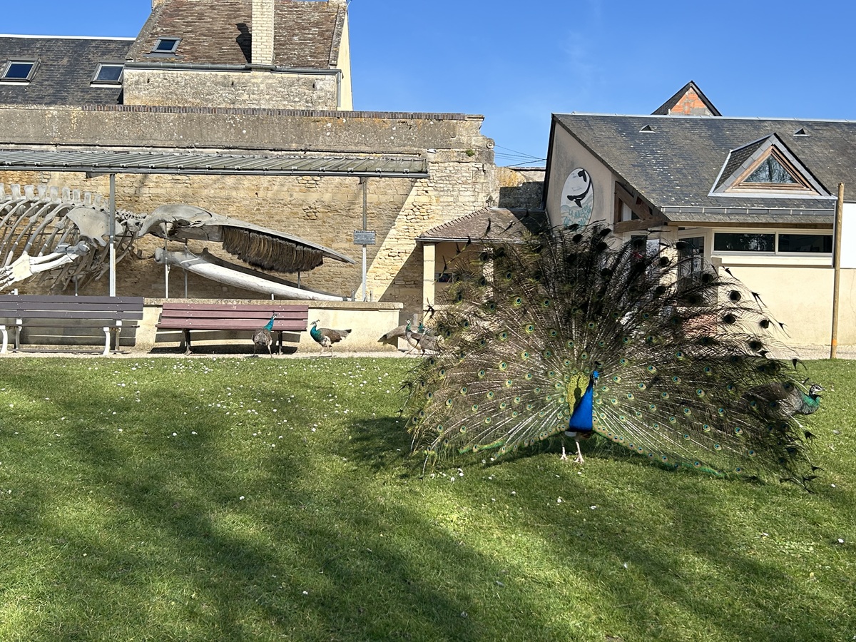 orane Trinitepaons-parc-de-la-baleine-luc-sur-mer-credit-orane-trinite (1)