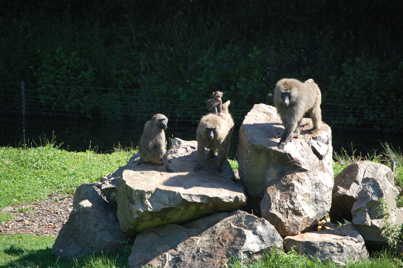 PARC ANIMALIER MONTAIGU LA BRISETTEParc animalier Saint-Martin_6