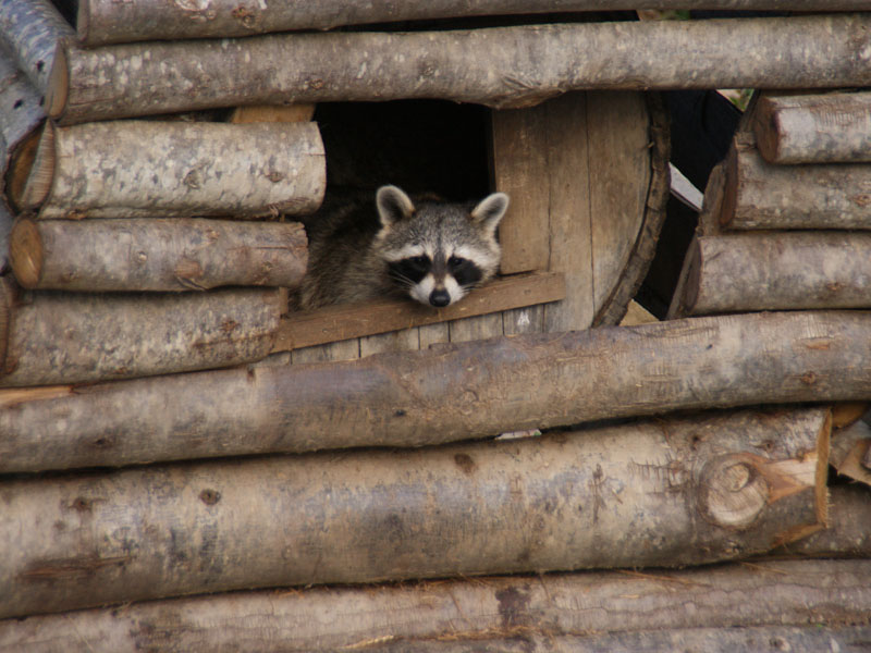 ©Parc animalier d'EcouvesParc animalier d'Ecouves - Le Bouillon