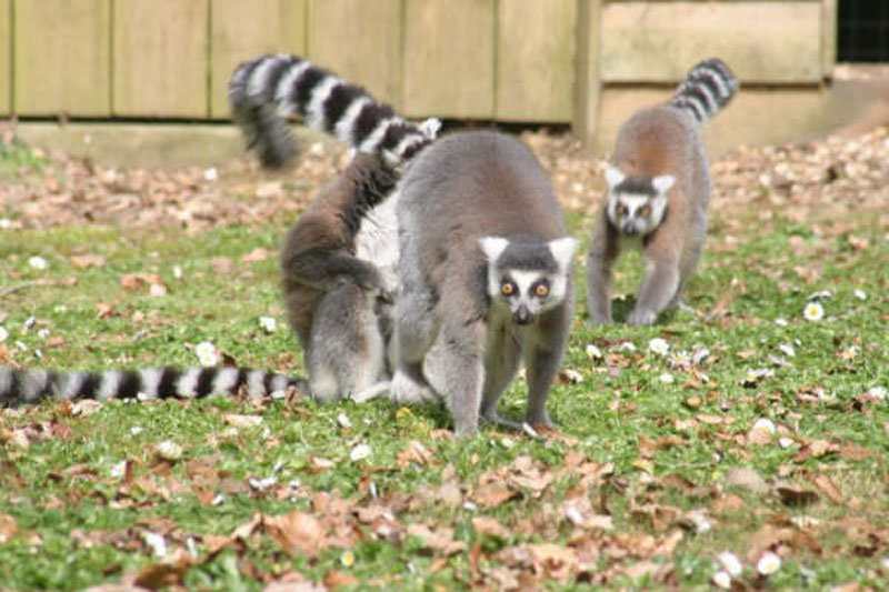 PARC ANIMALIER MONTAIGU LA BRISETTEParc animalier Saint-Martin_2