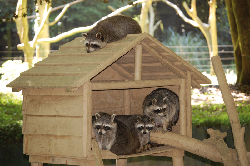 © PARC ANIMALIER SAINT MARTINParc animalier Saint-Martin_1
