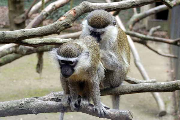 ©Parc animalier St Martin - Montaigu la Brisette