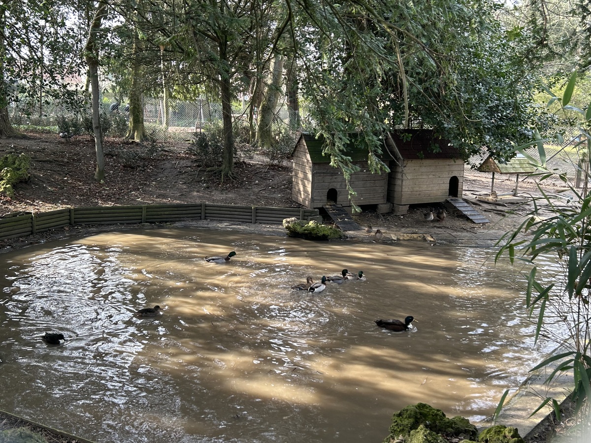 Orane Trinitéparc-de-la-baleine-canard-luc