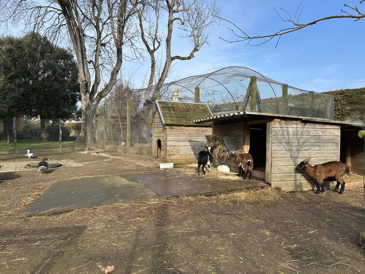 Orane Trinitéparc-de-la-baleine-chevre-luc