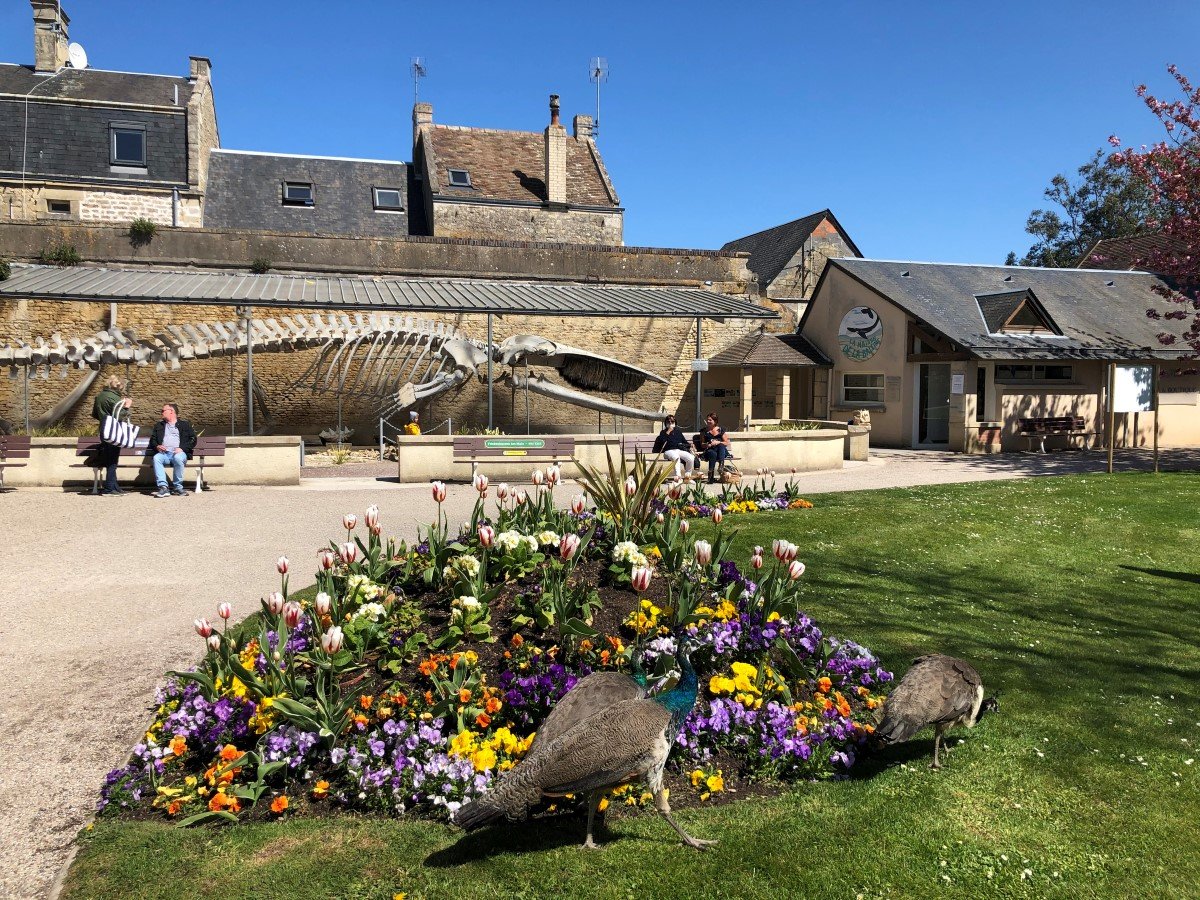 Mathilde LelandaisPARC-DE-LA-BALEINE-LE-SQUELETTE-DE-LA-BALEINE-ET-LES-PAONS-LUC-SUR-MER-CREDIT-MATHILDE-LELANDAIS