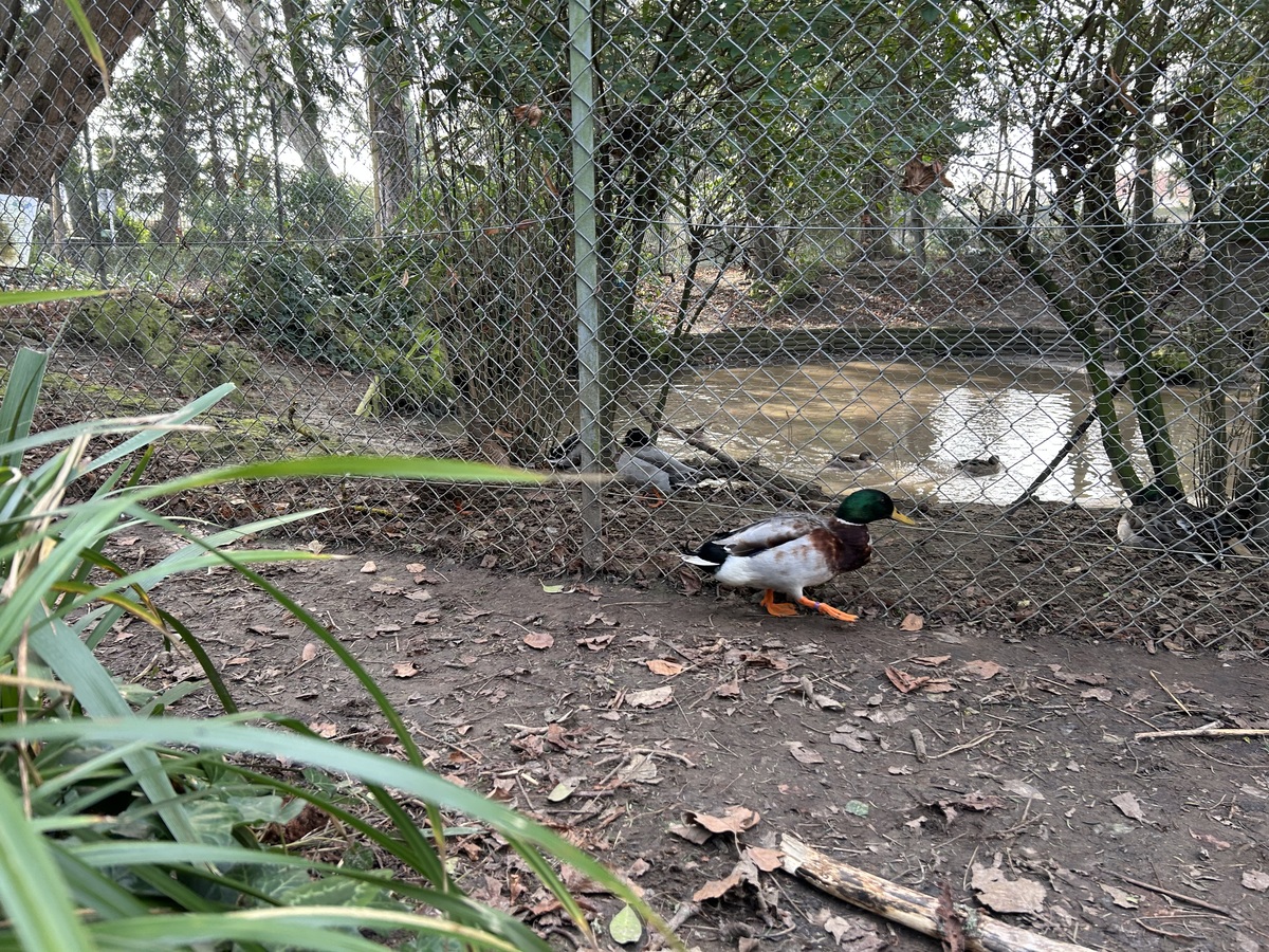 Orane Trinitéparcdelabaleine-luc-canard