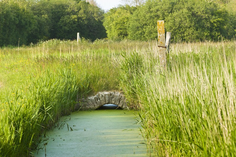 PAT du CotentinPhoto N°4 BIS_Lime et ponceau du marais - PAT du Cotentin Marc Lerouge