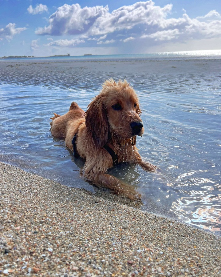 Propriétaireplage de Morsaline