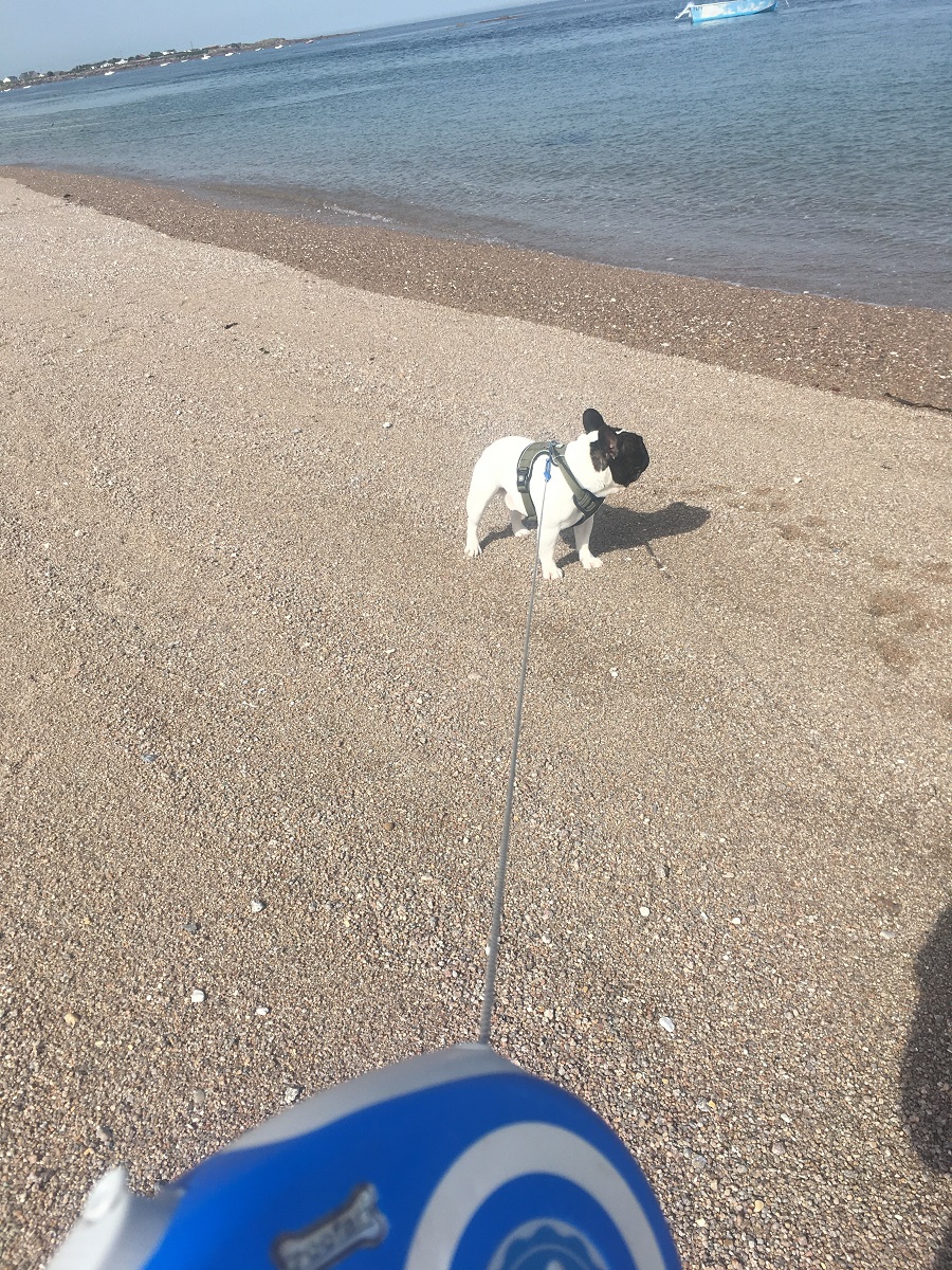propriétaireplage-du-vicq-qualidog-1