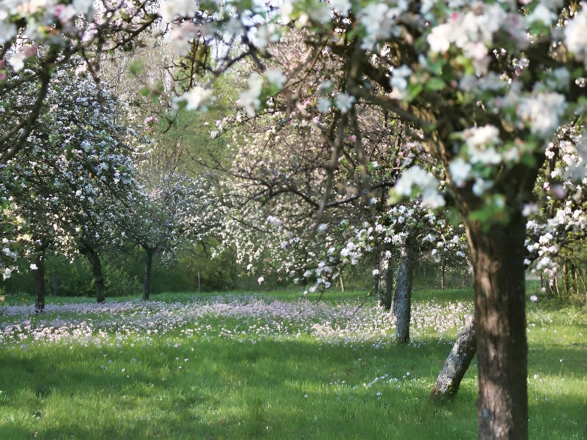Ferme du LavoirPommiers en fleurs - Ferme du Lavoir