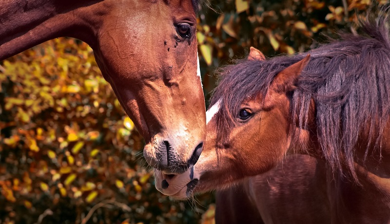 © PixabayPoney Club de Goumat