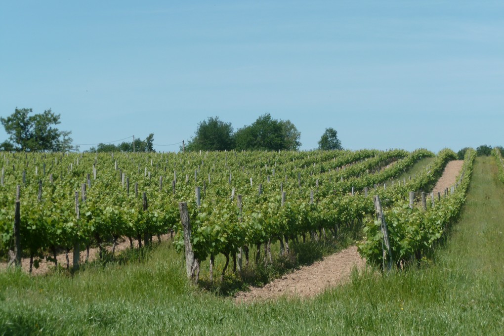 Domaine de LaguirondeProducteur - Armagnac - Parleboscq - Domaine de Laguironde - Vignoble (11)