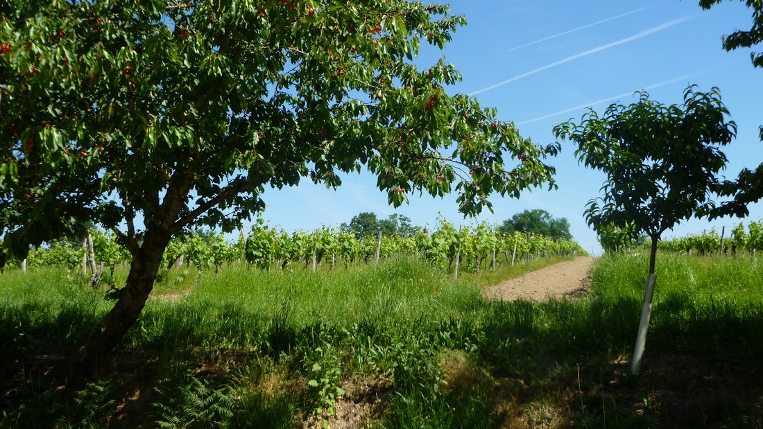 Domaine de LaguirondeProducteur - Armagnac - Parleboscq - Domaine de Laguironde - Vignoble (6)