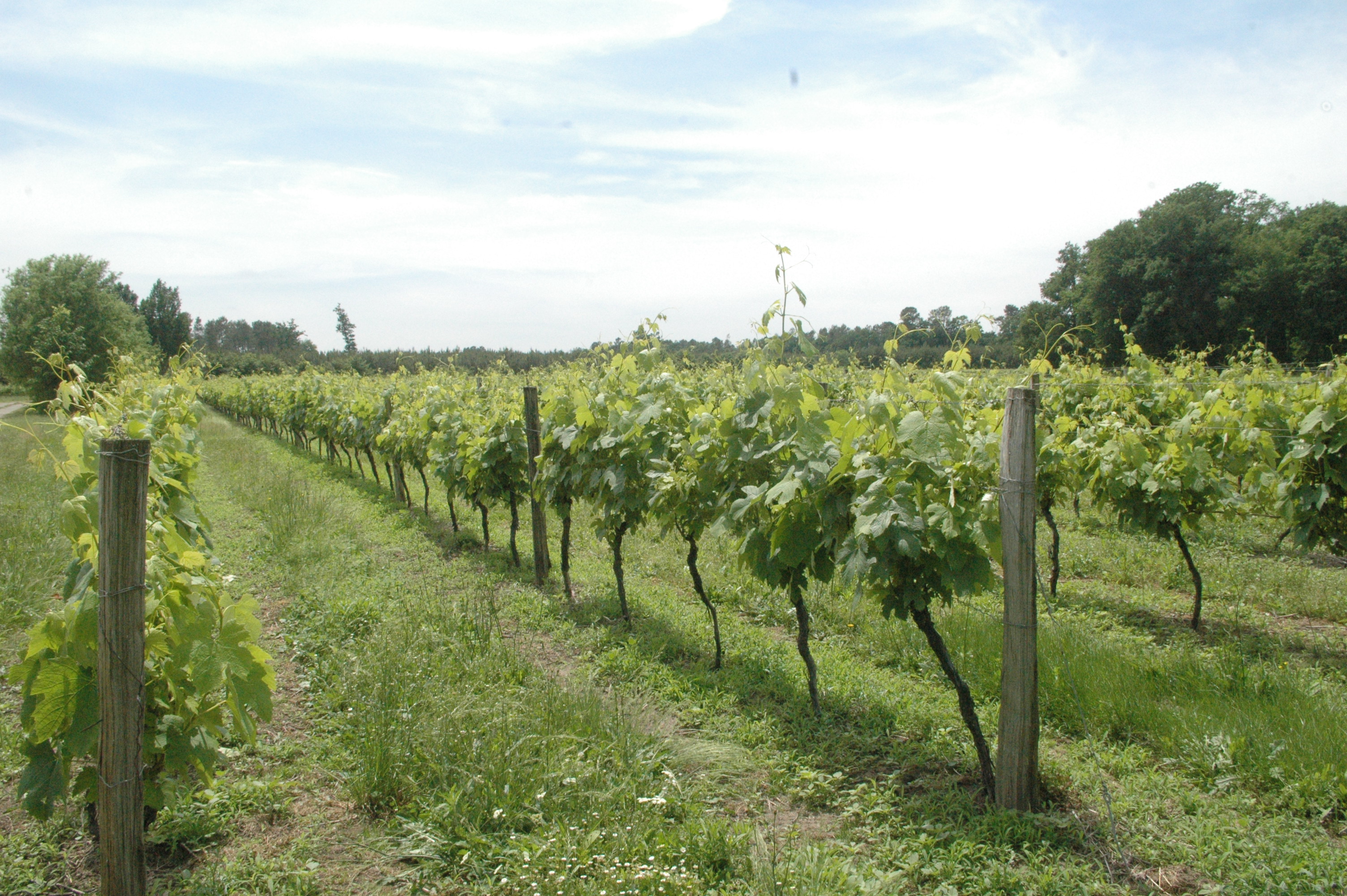 ©chaidesoubeProducteur - Armagnac - Saint Justin - Chai de Soube - Vignoble