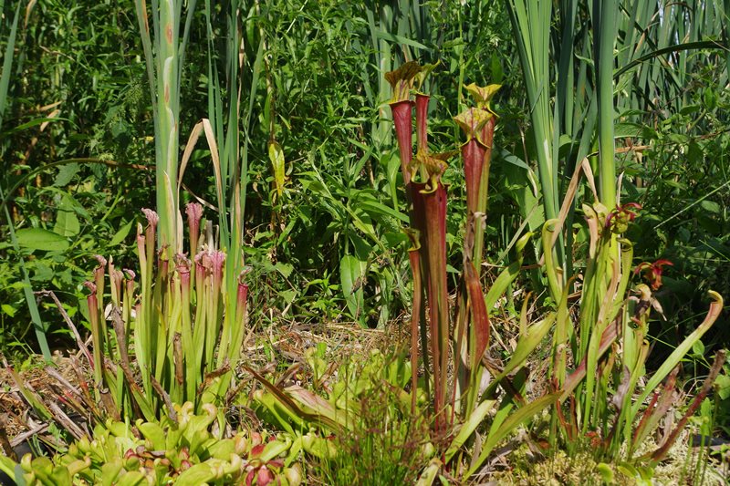 PROPRIETAIRErampan-jardin-le-pre-du-moulin-5