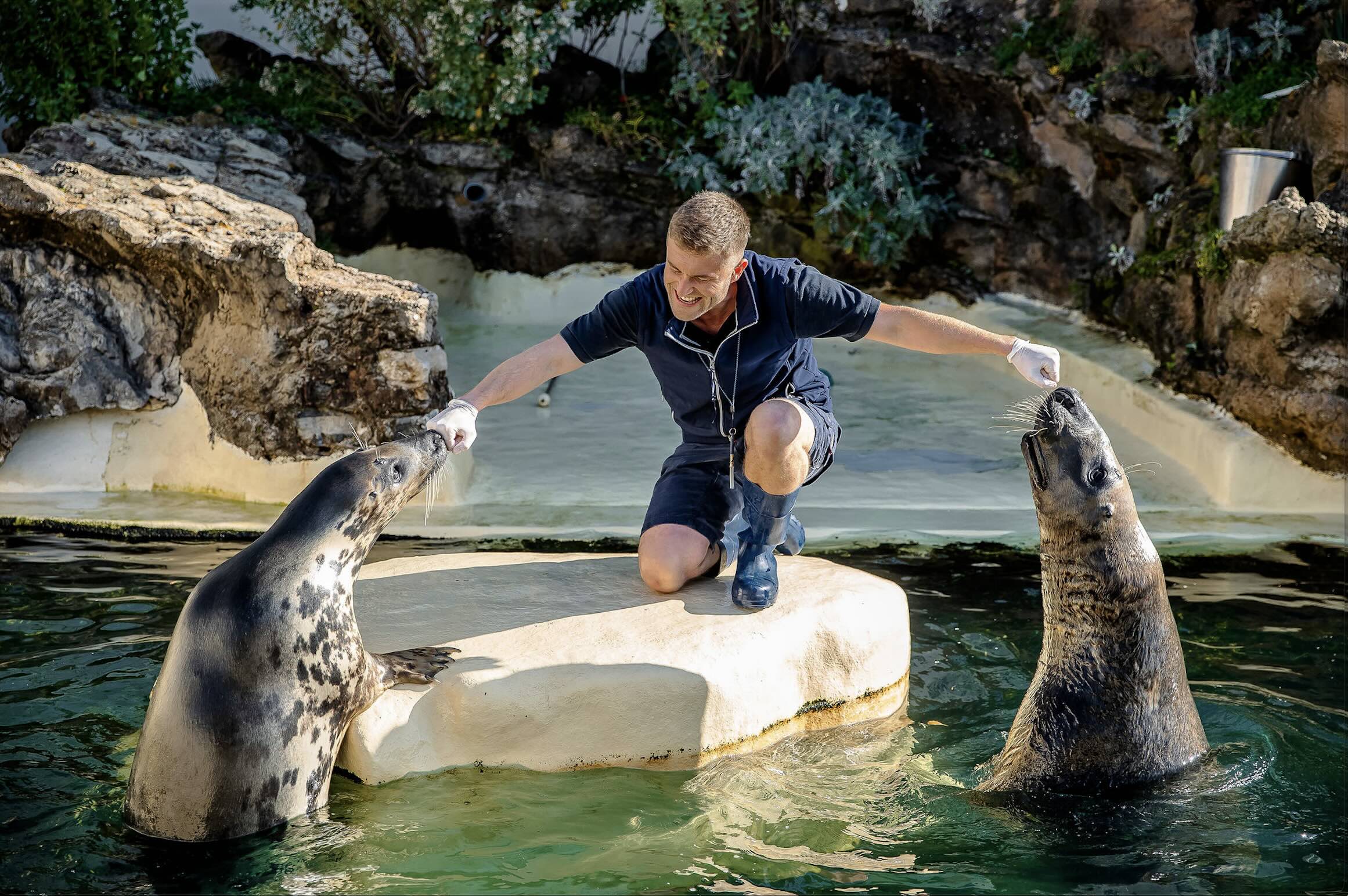 Delphine Pernaudrepas-des-phoques-aquarium-biarritz-crédit-delphine-pernaud