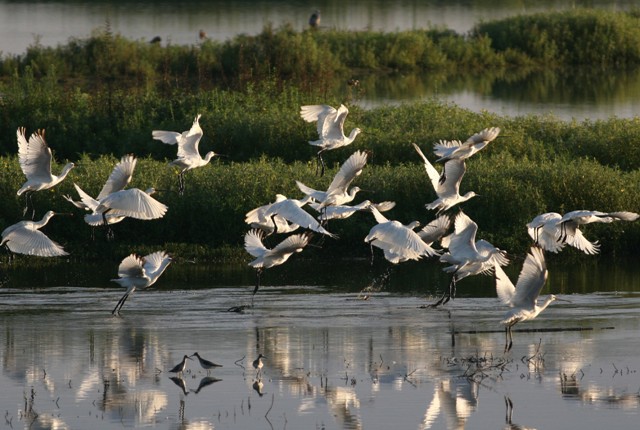 © Alain NoelRéserve naturelle du Marais d'Orx