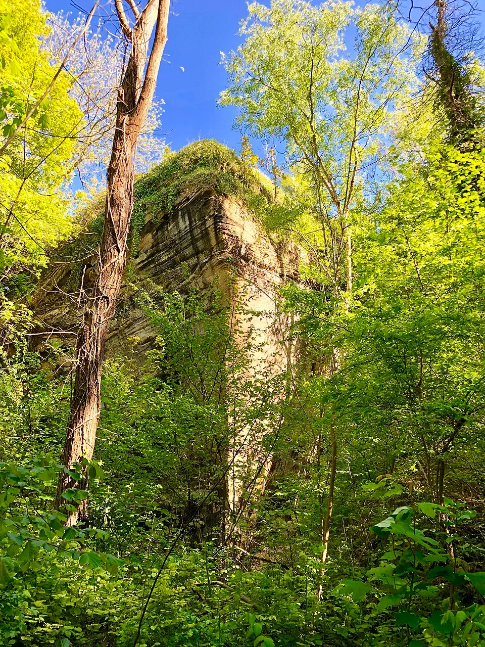 Réserve naturelle Régionale-Anciennes carrières d'Orival paroi verticale