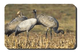 Réserve D'arjuzanxréserve2grues