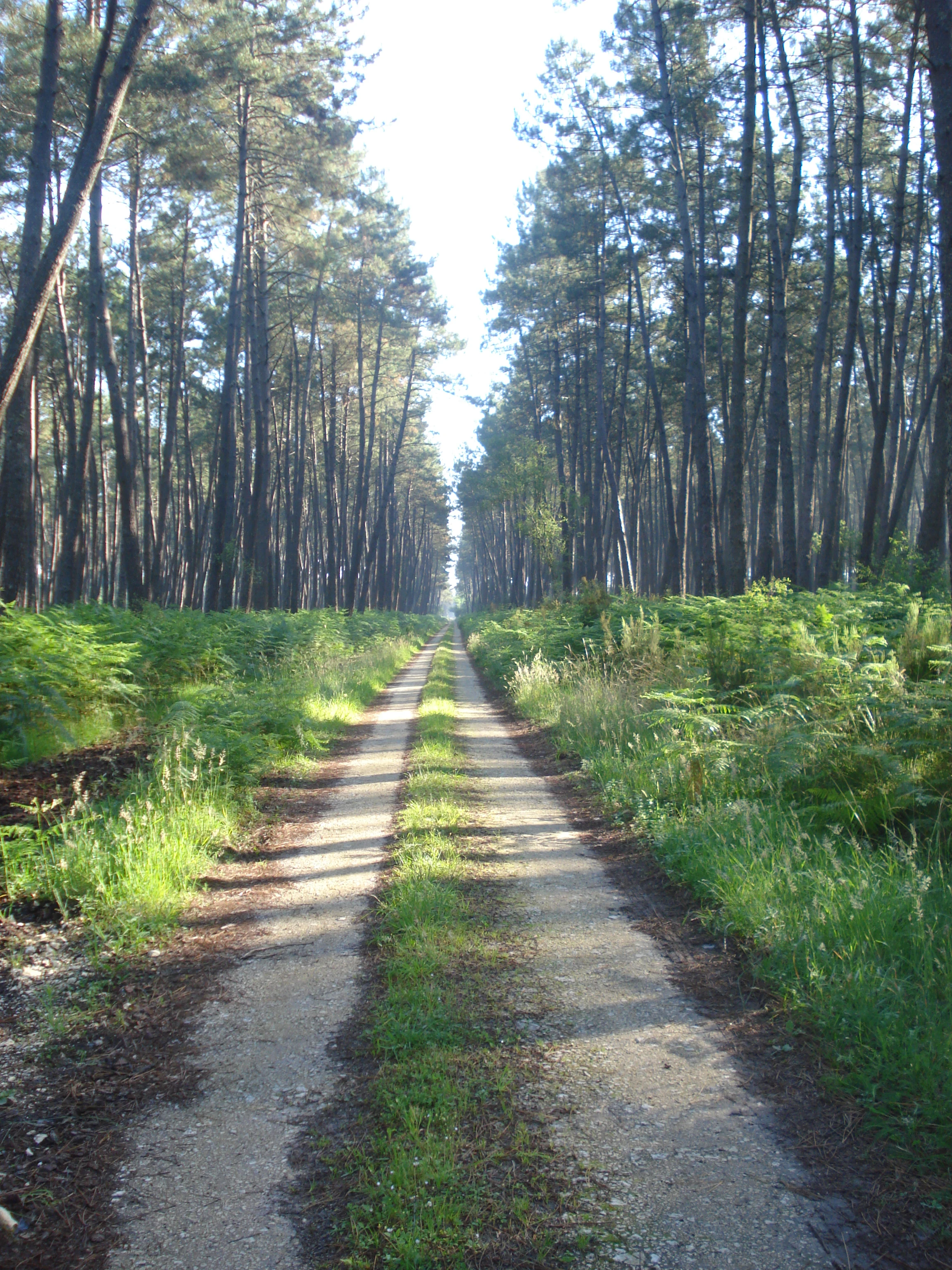 Retjons (Landes, Fr), chemin en forêt.JPG