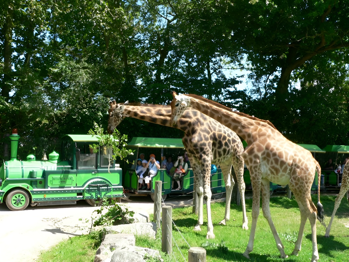CerzaSAFARI TRAIN CERZA GIRAFE