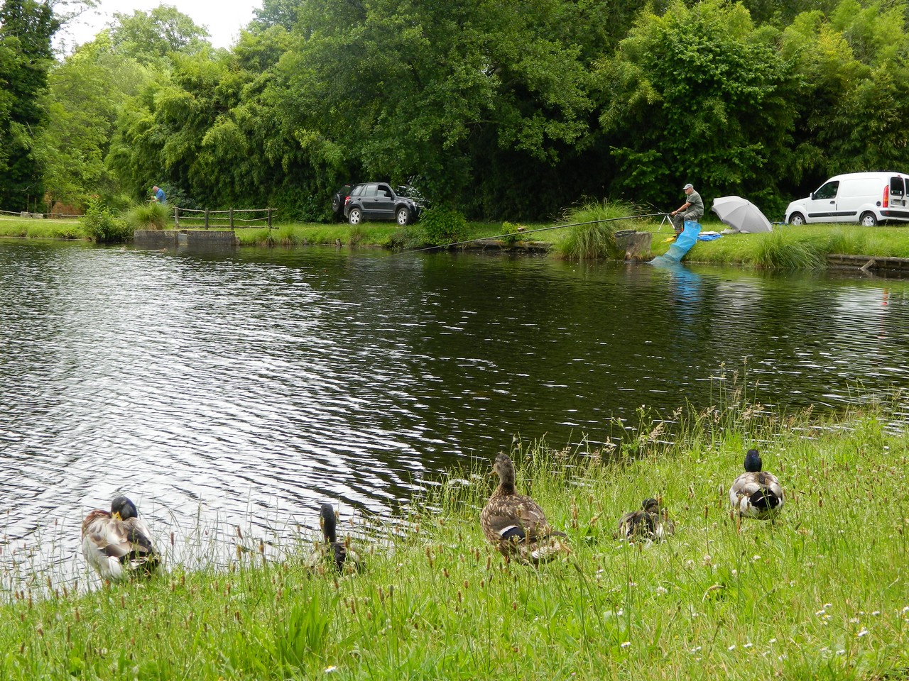 ©OTLASaint-Foy---Etang---Canard---Peche---Nature--5--2