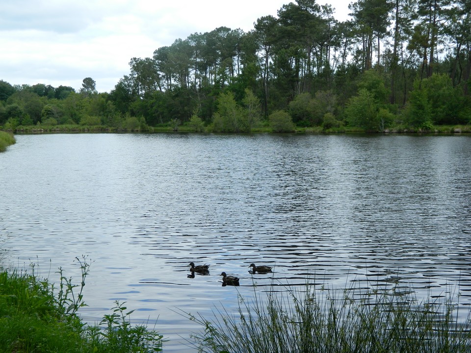 ©OTLASaint Foy - Etang - Canard - Pêche - Nature (8)