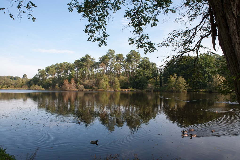 ©OTLASaint Foy - Etang -  Nature (2)