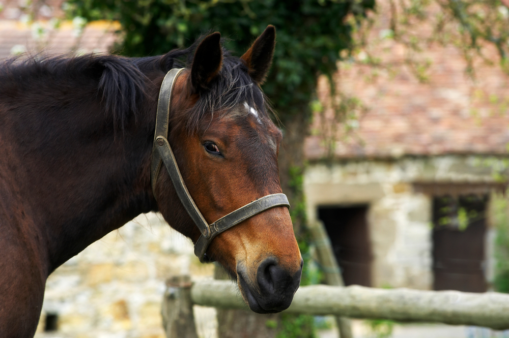 Cob Normand