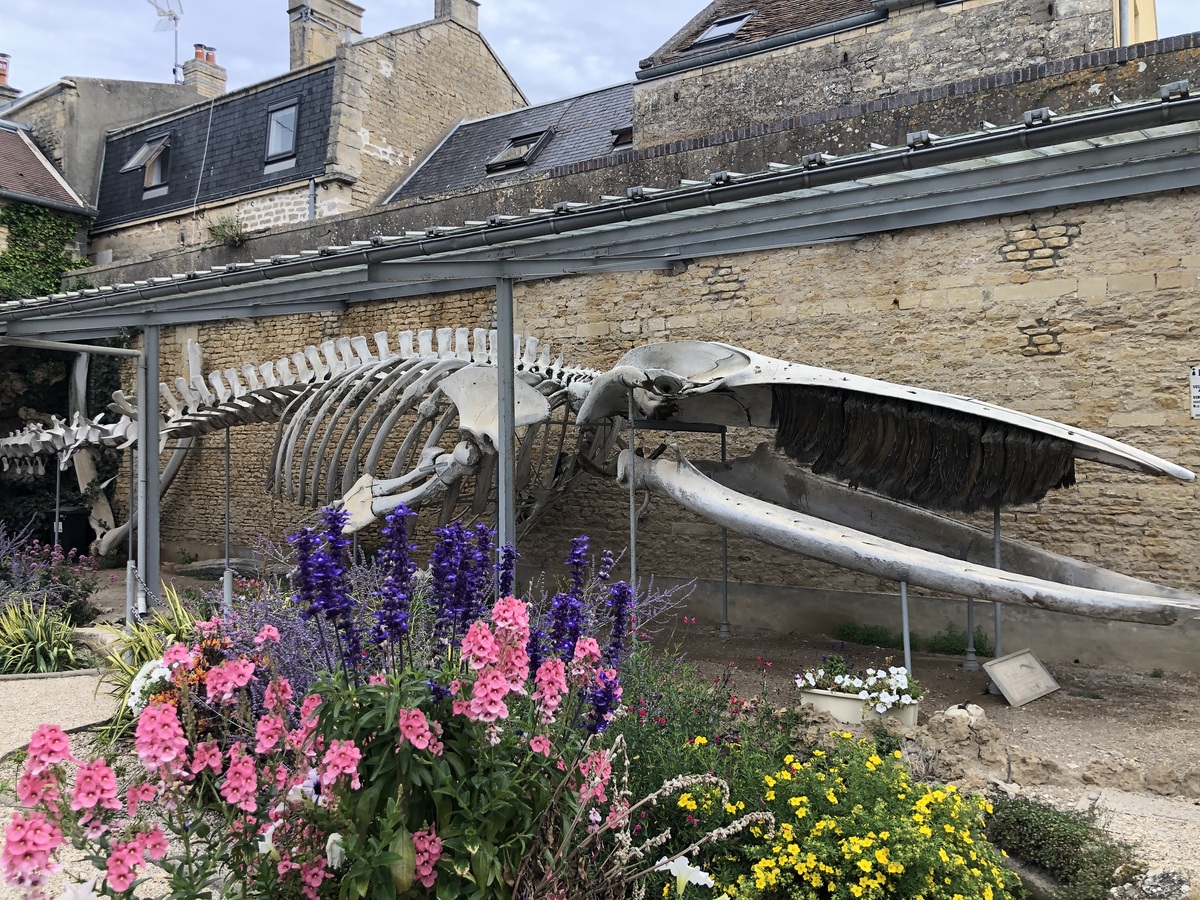 Mathilde Lelandaissquelette-de-la-baleine-parc-de-l-hotel-de-ville-credit-mathilde-lelandais (2)