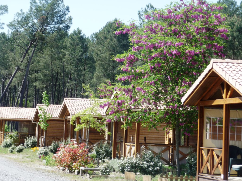 Camping Landes OcéanesSt-Michel-Escalus-Landes-Oceanes-chalet