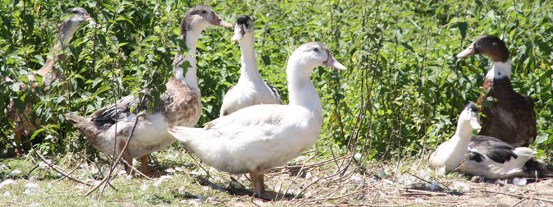 Ferme Bastebieilleterroir-tradition-elevage-canards (775x291)