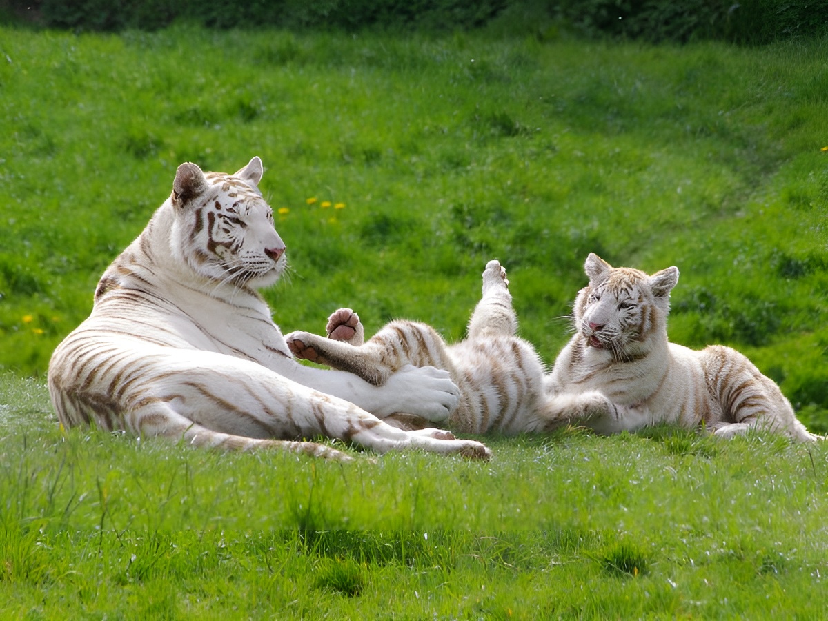 CerzaTigre Blanc