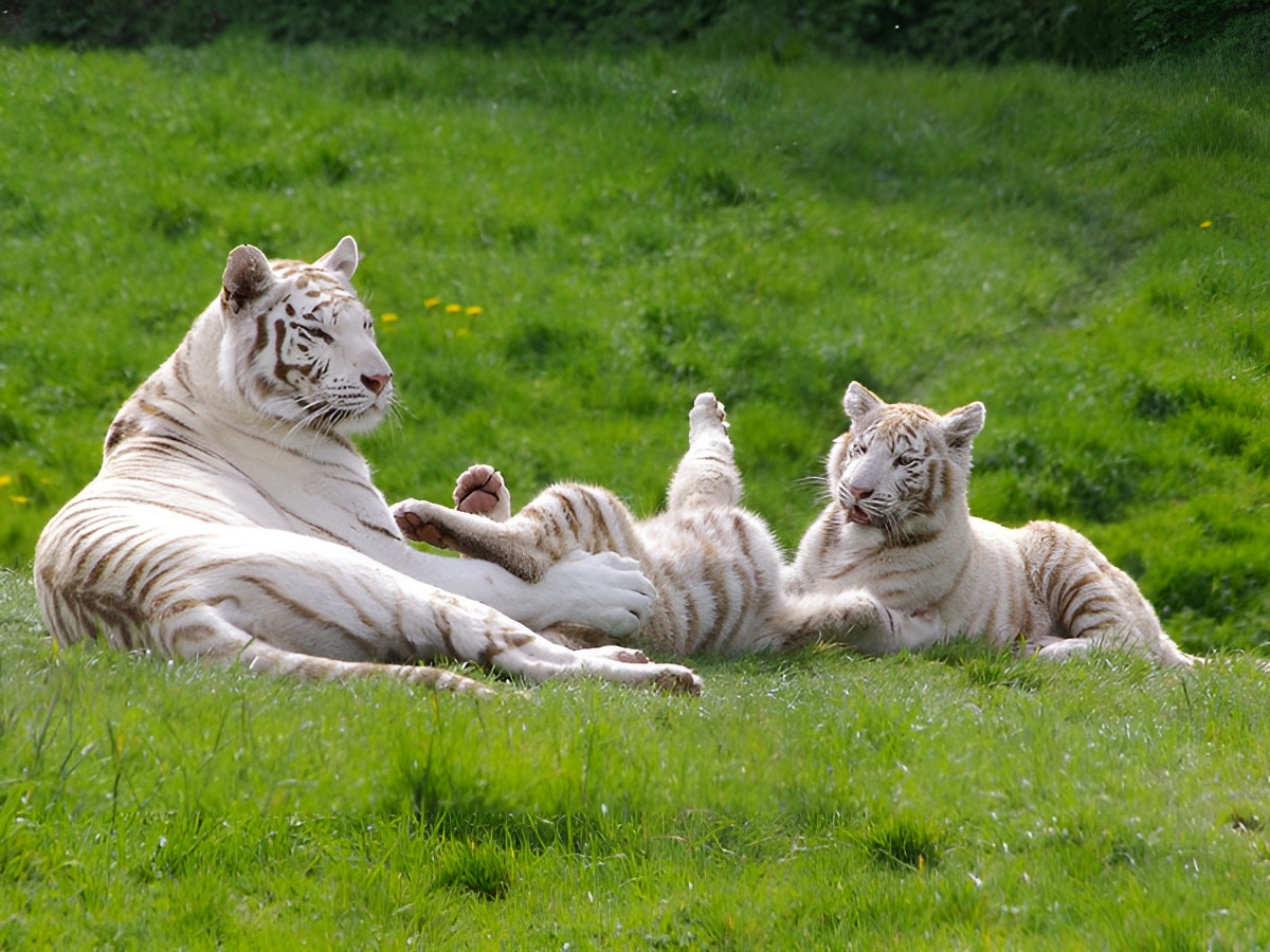 Zoo de CerzaTigre-Blanc