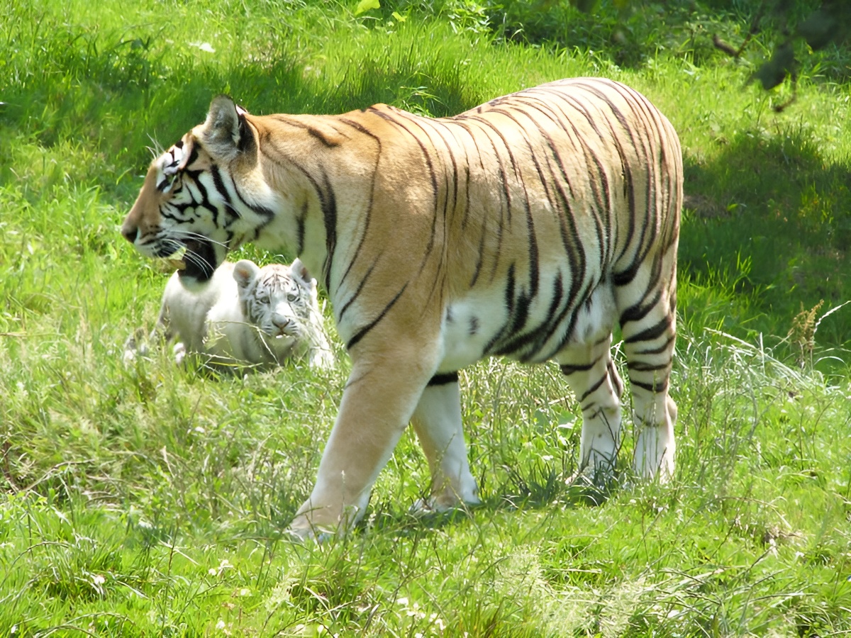 CerzaTigres au zoo de Cerza