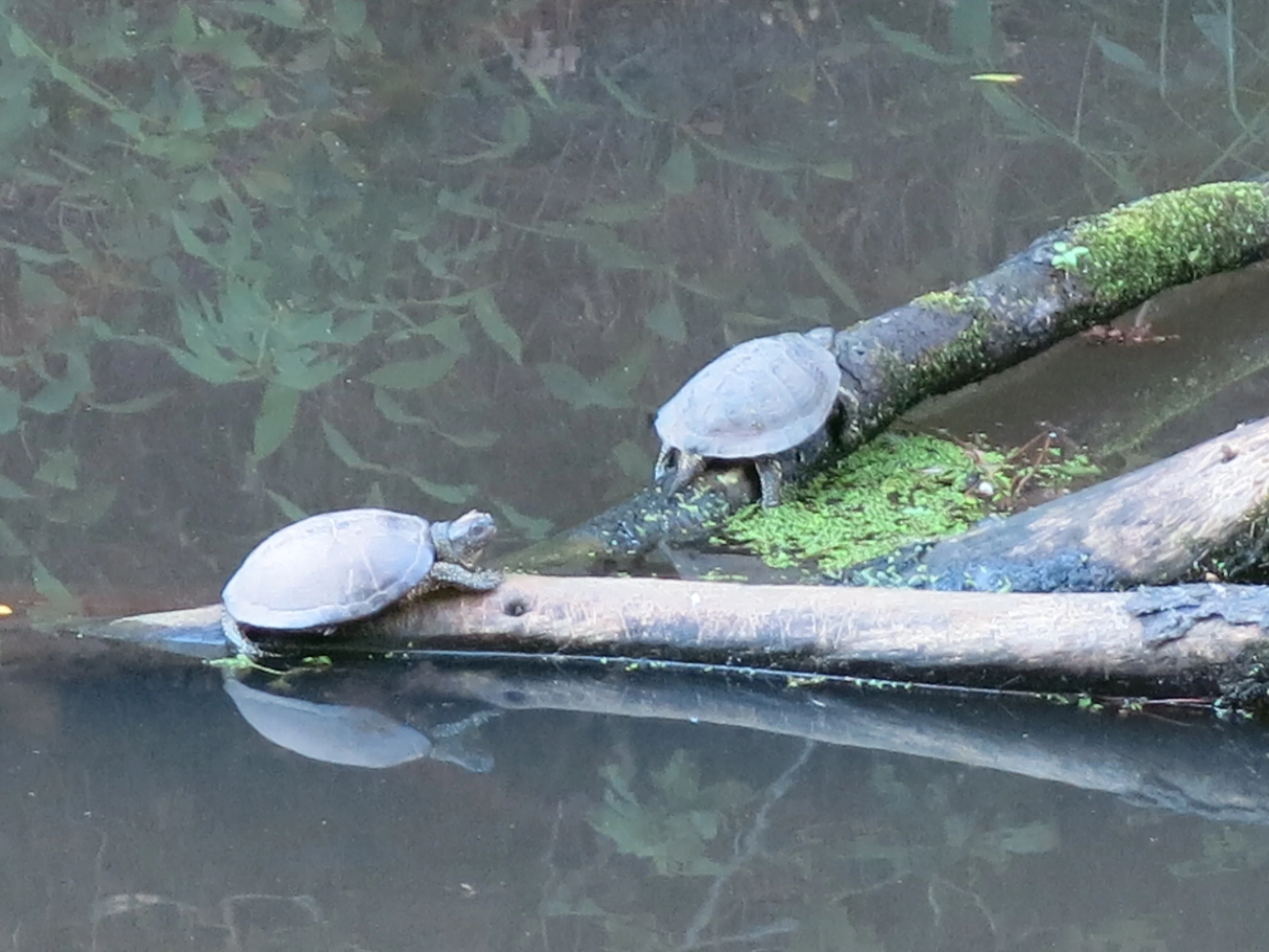 Tortues au marais d'Orx (Landes).jpg