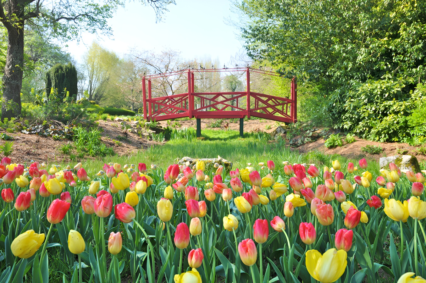 Château de VendeuvreLe Pont Chinois et les tulipes