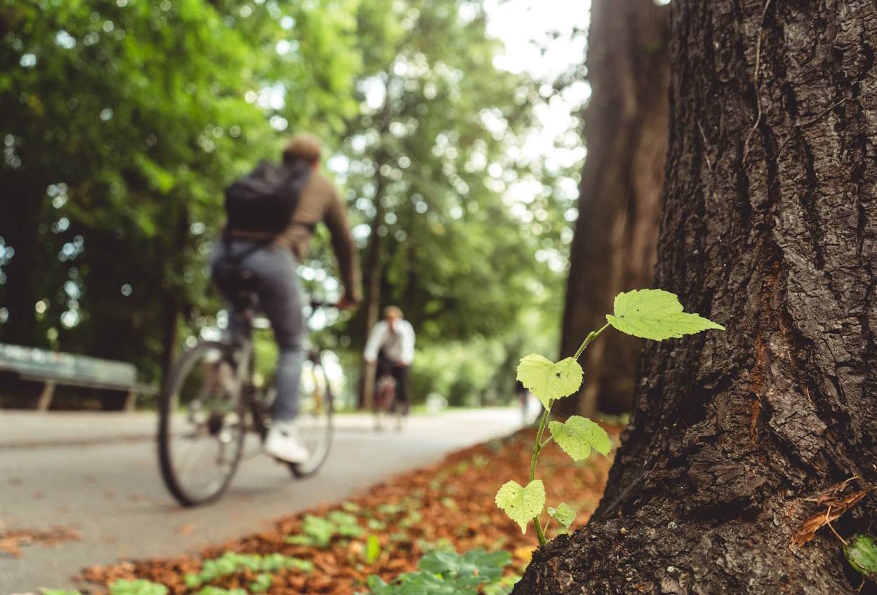 PixabayLocation de vélos