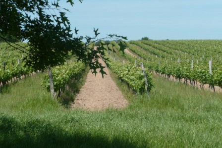 ©Vignoble Laguironde