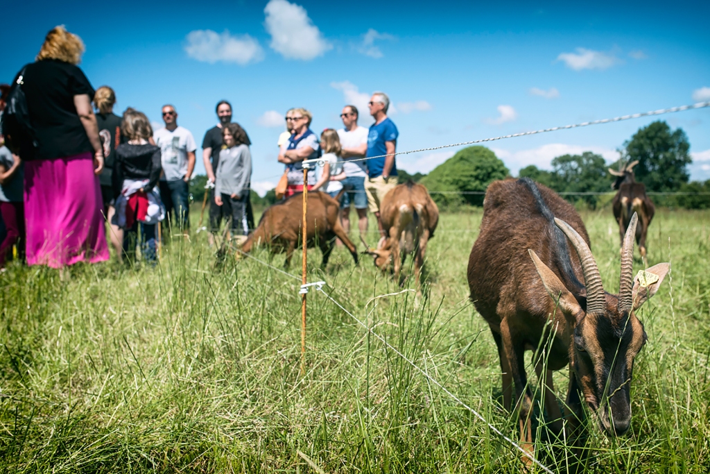 Ferme Chèvre RitVisite découverte élevage chèvres