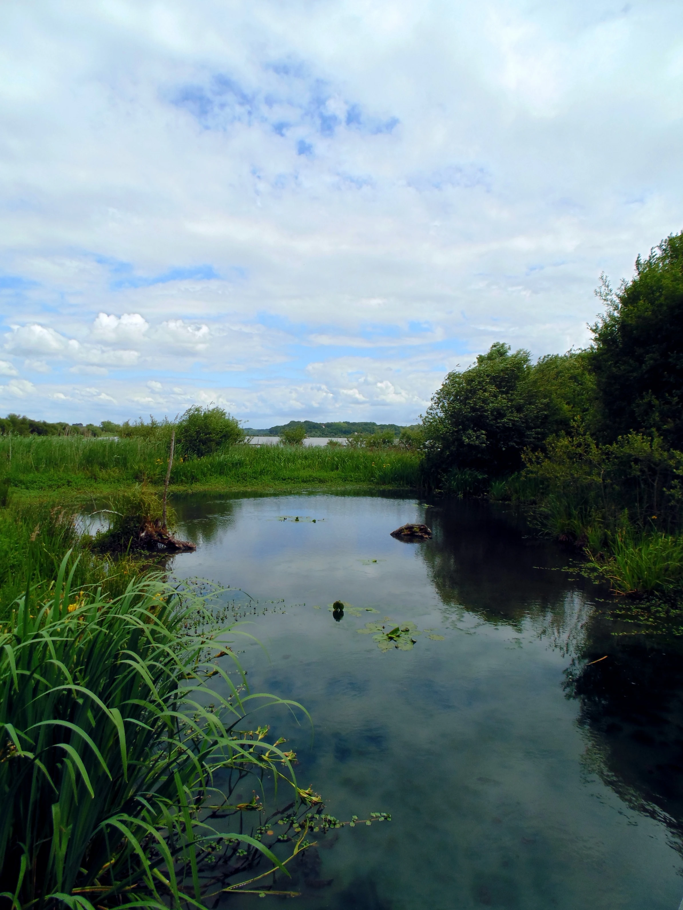 Vue du Marais d'Orx. Mai 2015.JPG
